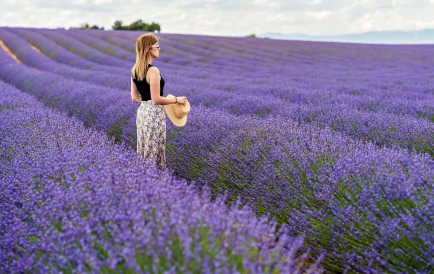 Avalon Lavender Farm