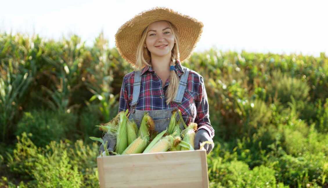 ۸ مزرعه در انتاریو برای خرید ذرت محلی شیرین