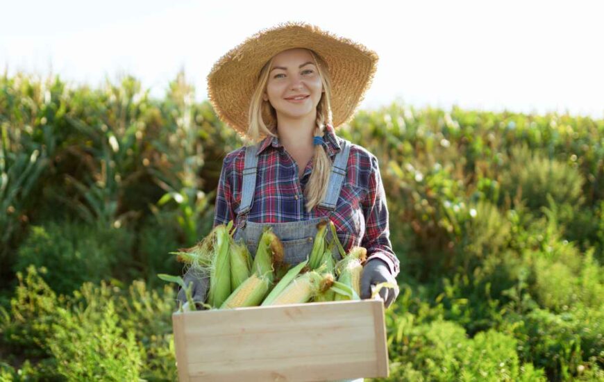 ۸ مزرعه در انتاریو برای خرید ذرت محلی شیرین